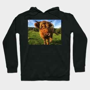 Scottish Highland Cattle Calf 2105 Hoodie